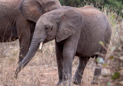 6-Day Wildlife in Tanzania
