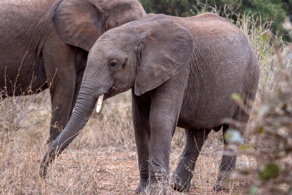6-Day Wildlife in Tanzania