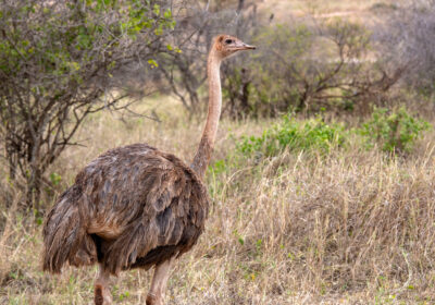 3-Day Zanzibar Stone Town Experience