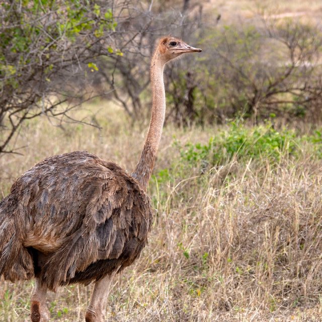 3-Day Tanzania Mid-Range Safari