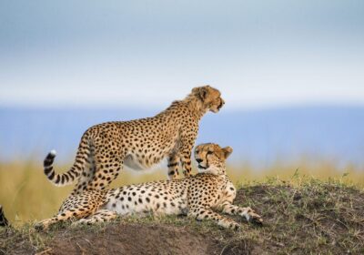 5-Day Tanzania Safari Mid-range