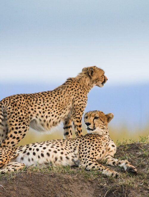 5-Day Tanzania Safari Mid-range