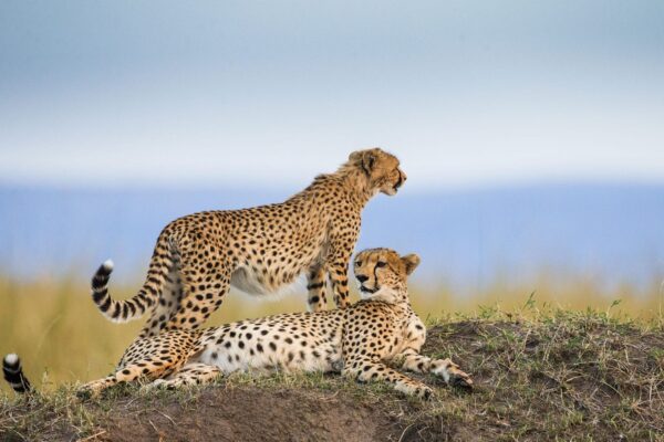 5-Day Tanzania Safari Mid-range