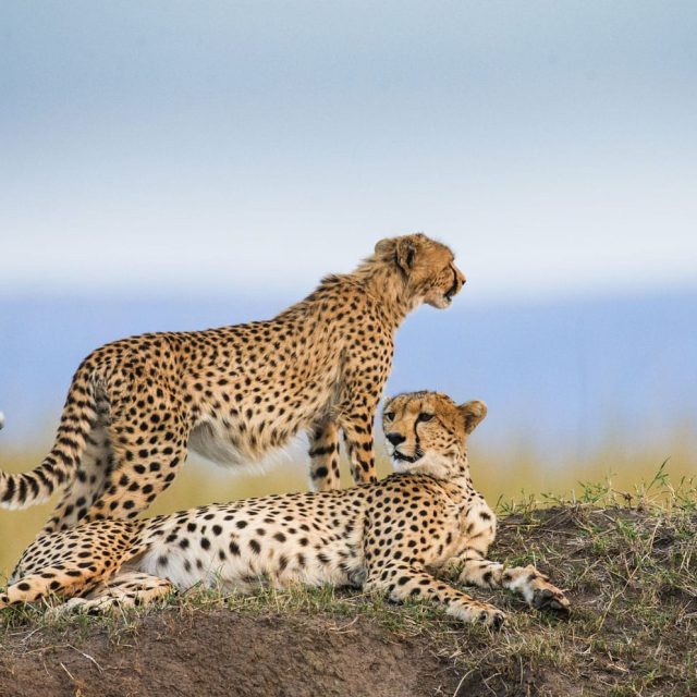 5-Day Tanzania Safari Mid-range