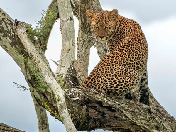 5 Days Northern Tanzania Safari