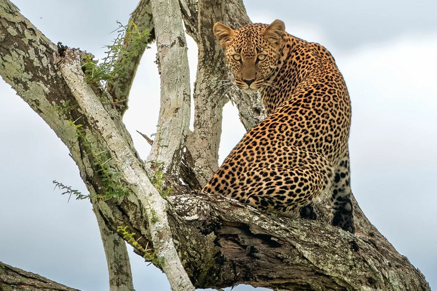 5 Days Northern Tanzania Safari