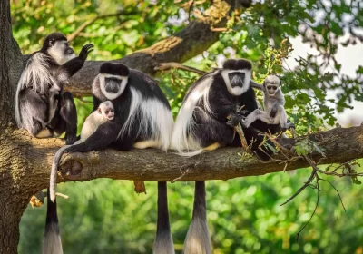 10-Day Tanzania Overland Safari Adventure