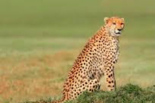 11-Day Tanzania Safari and Zanzibar Beach