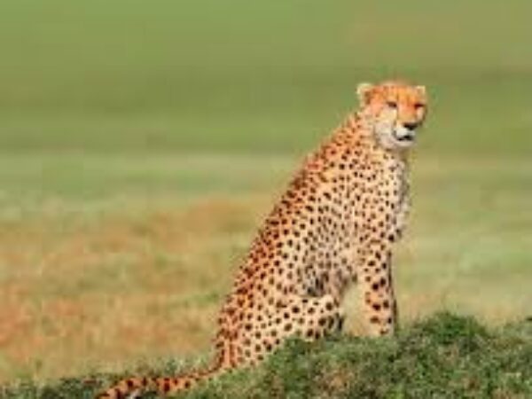 11-Day Tanzania Safari and Zanzibar Beach