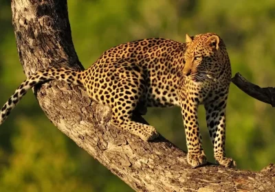 6-Day Luxurious Safari Experience.