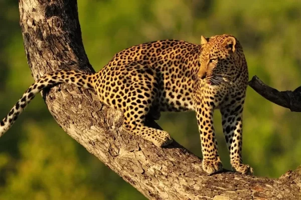 6-Day Luxurious Safari Experience.