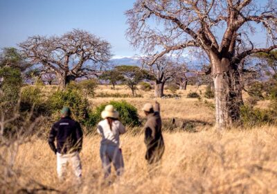 2 Days Tarangire and Ngorongoro short safari