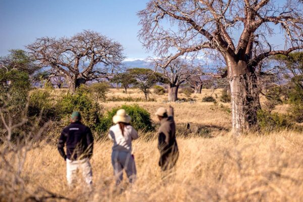 2 Days Tarangire and Ngorongoro short safari