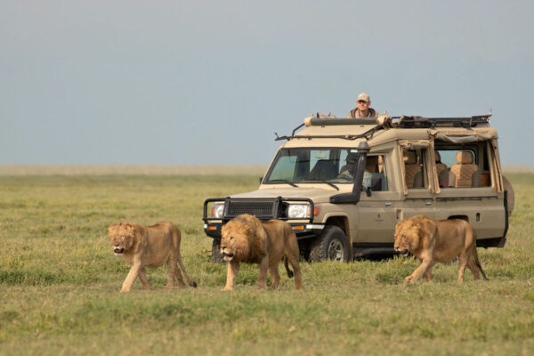 3-Day Tarangire Ngorongoro & Materuni Experience