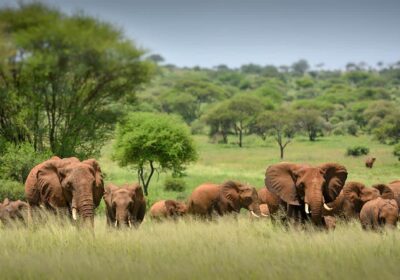 3-Day Serengeti Safari From Arusha