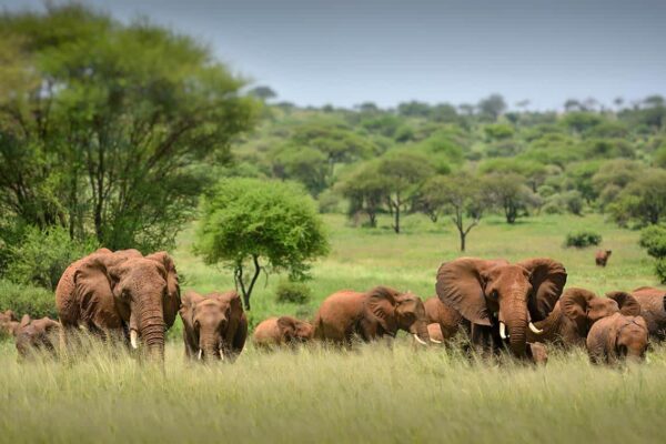 3-Day Serengeti Safari from Arusha Luxury