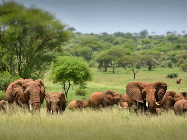 3-Day Serengeti Safari From Arusha