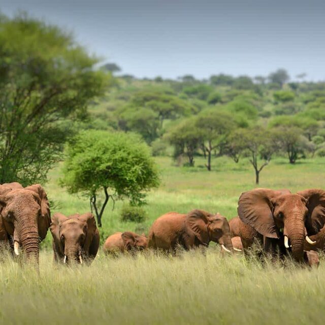 3-Day Serengeti Safari From Arusha