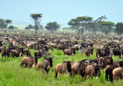 3-Day Ngorongoro Crater and Serengeti Safari