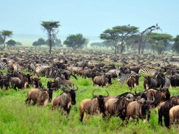 3-Day Fly-In & Out Serengeti and Ngorongoro Luxury Safari