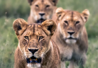 5-Day Big Cats Safari