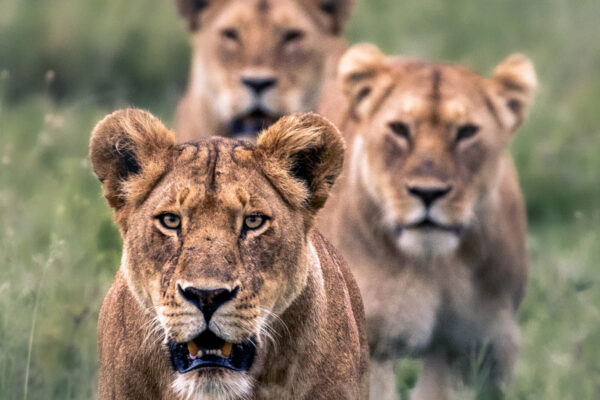 5-Day Big Cats Safari