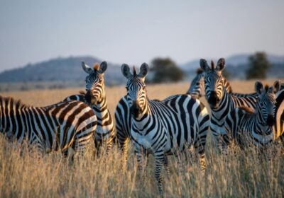 5-Day Tarangire Ngorongoro and Manyara