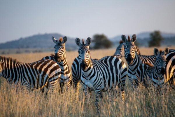 5-Day Tarangire Ngorongoro and Manyara