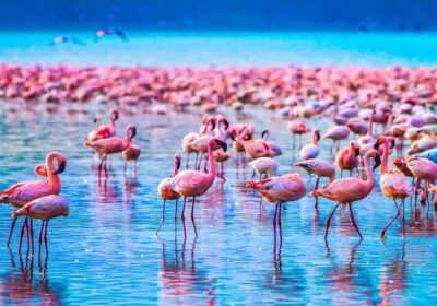 7-Day Serengeti Migration Safari