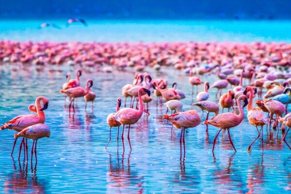 7-Day Serengeti Migration Safari