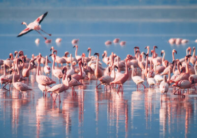 6 Days Nairobi-Masai Mara-Serengeti-Ngorongoro-Arusha