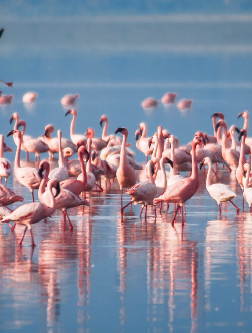 6 Days Nairobi-Masai Mara-Serengeti-Ngorongoro-Arusha