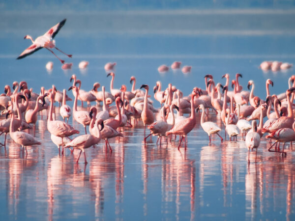 6 Days Nairobi-Masai Mara-Serengeti-Ngorongoro-Arusha