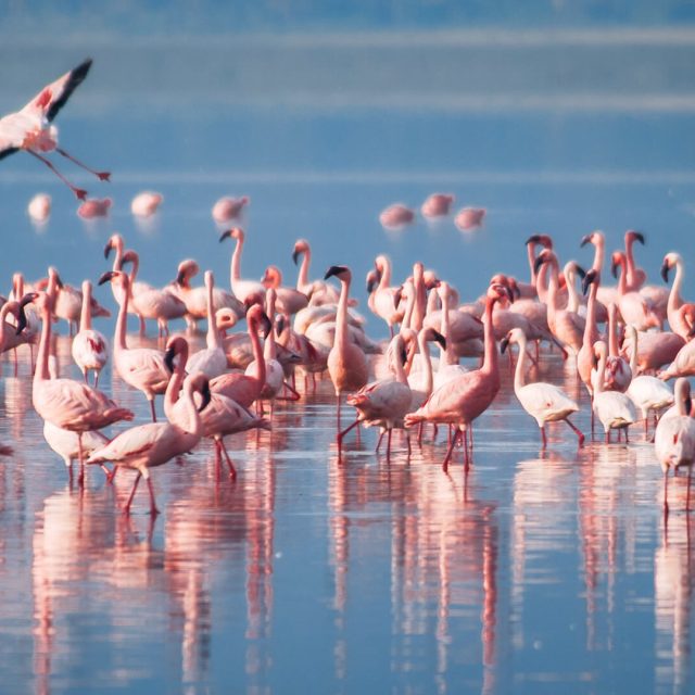 6 Days Nairobi-Masai Mara-Serengeti-Ngorongoro-Arusha