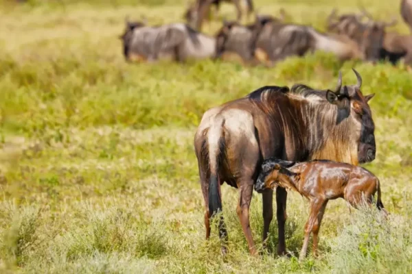 4-day Calving Migration Safari in Ndutu