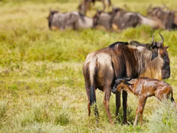 4-day Calving Migration Safari in Ndutu
