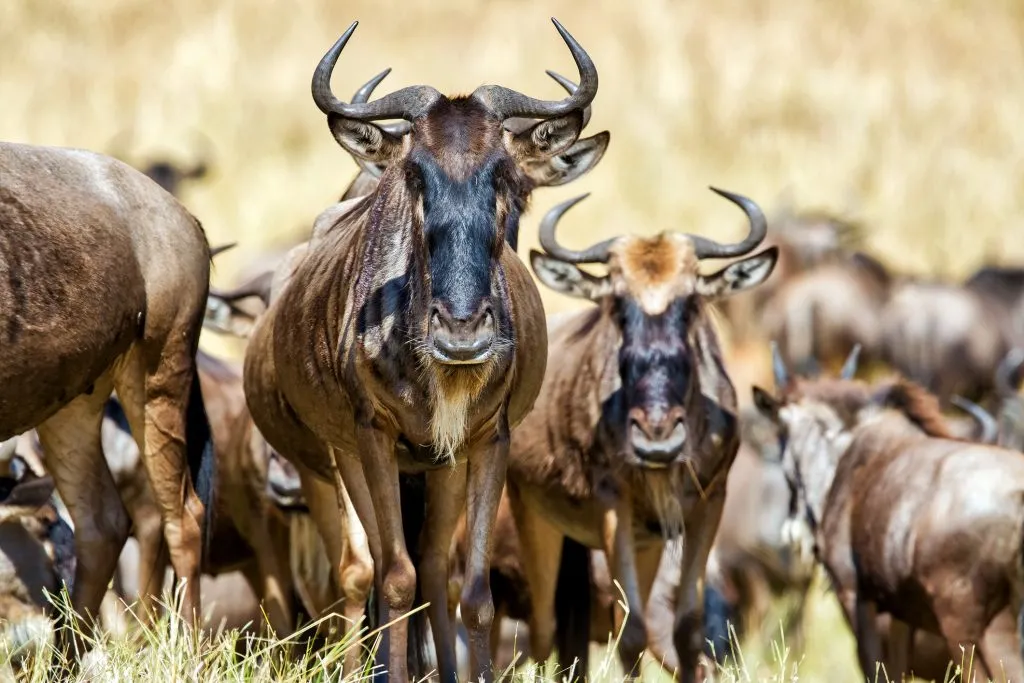 6-Day Ndutu Migration Calving Safari (Dec-March)