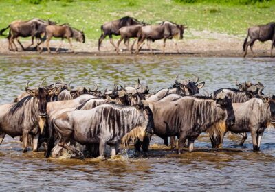 4-Day Calving Migration Safari in Ndutu luxury