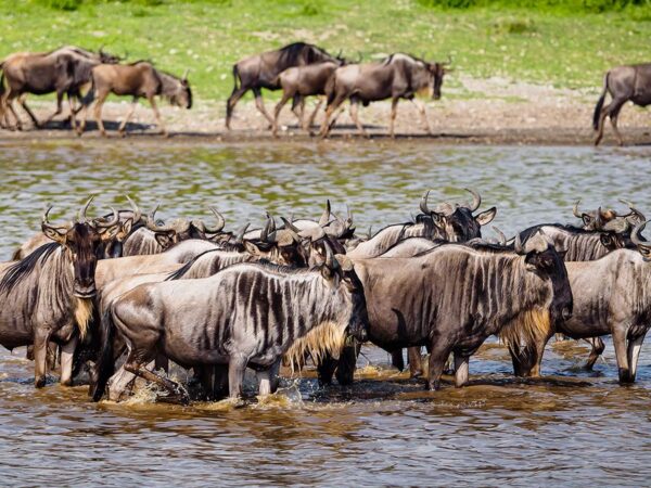 4-Day Calving Migration Safari in Ndutu luxury