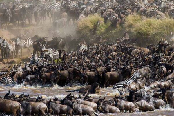 3 Day Ndutu Migration Safari