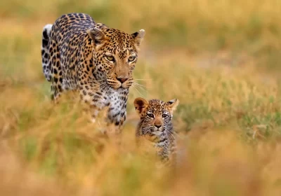 7-Day East Africa: Nairobi to Arusha Safari