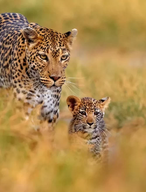 7-Day East Africa: Nairobi to Arusha Safari