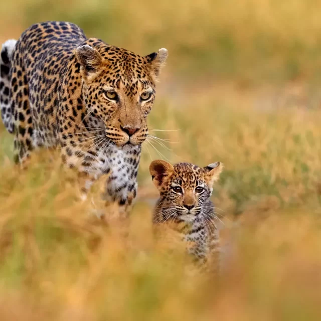7-Day East Africa: Nairobi to Arusha Safari