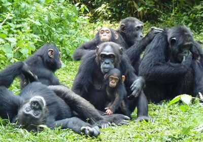 3-day Chimpanzee Habituation