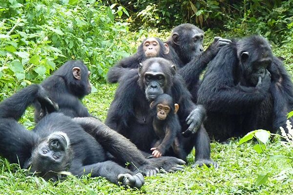 3-day Chimpanzee Habituation