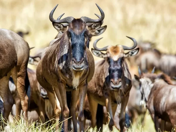 6-Day Ndutu Migration Calving Safari (Dec-March)