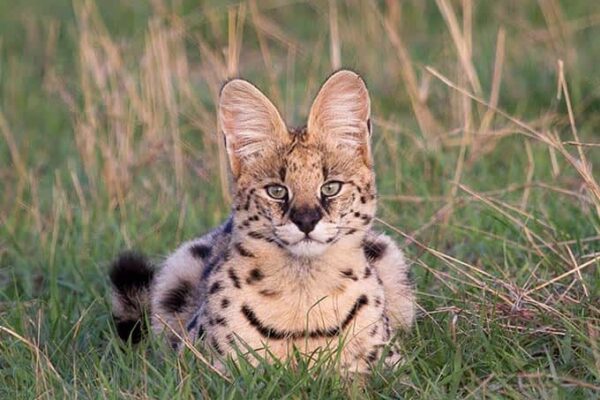3-Day Fly-In & Out Serengeti and Ngorongoro Luxury Safari