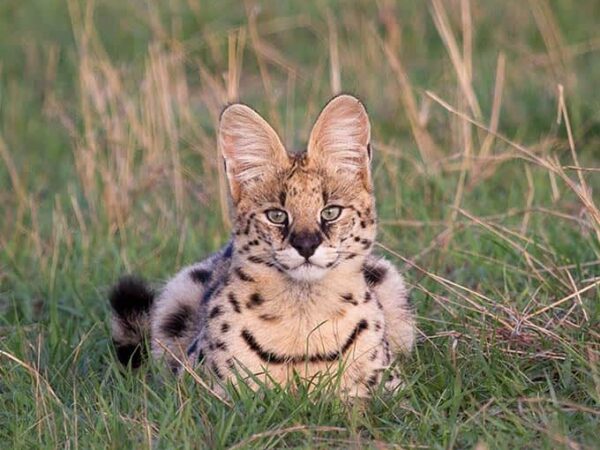 3-Day Fly-In & Out Serengeti and Ngorongoro Luxury Safari