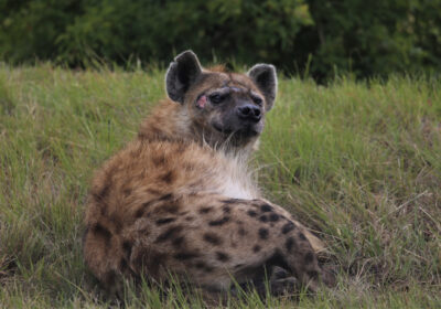 3-Day Fly-In & Out Serengeti and Ngorongoro Luxury Safari
