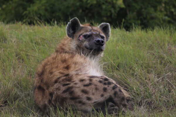 3-Day Fly-In & Out Serengeti and Ngorongoro Luxury Safari